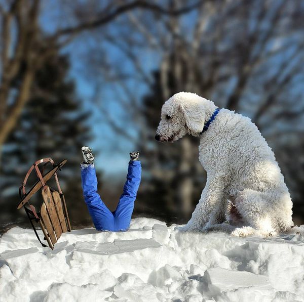 собака великан фотошоп