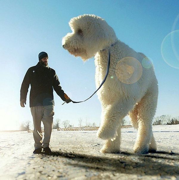 собака великан фотошоп