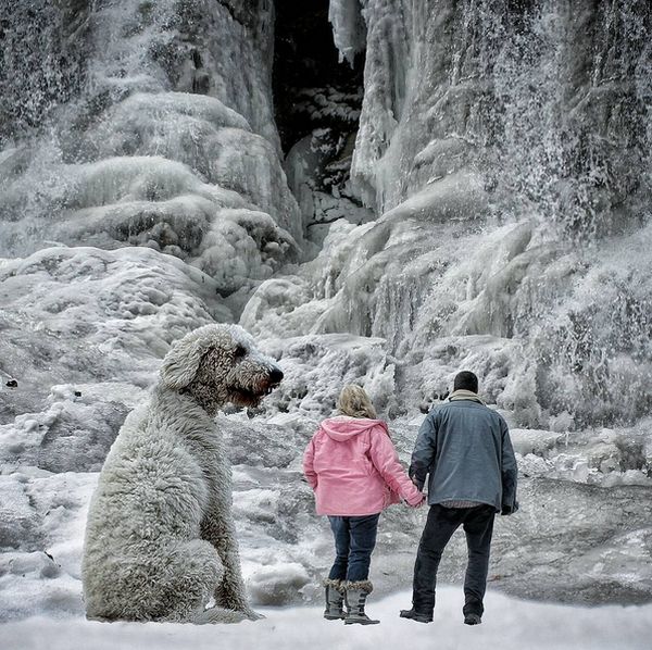 собака великан фотошоп