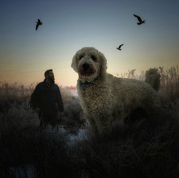 собака великан фотошоп