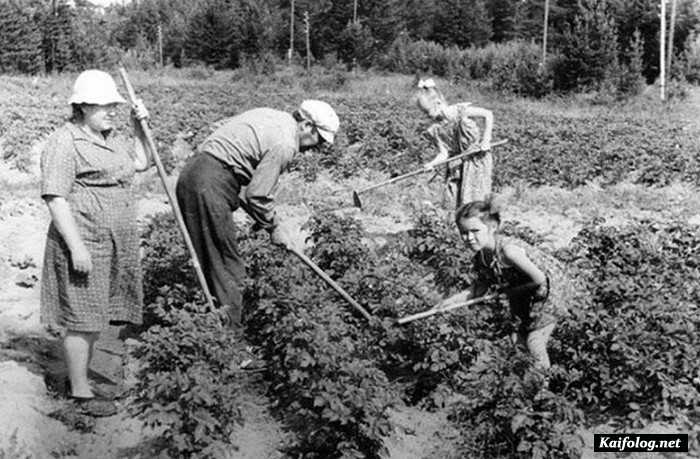 Дача. История возникновения.