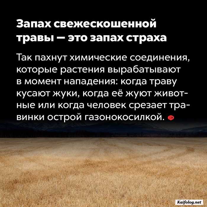 трава скошенная запах