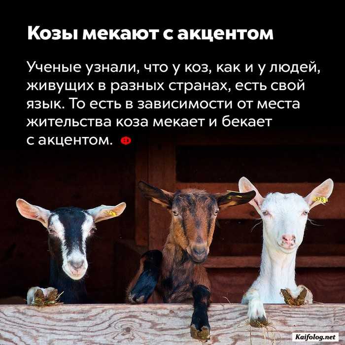 картинка занимательный факт