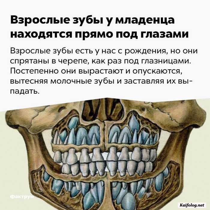 Интересные факты обо всем (очередная подборка)