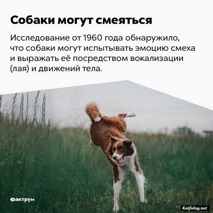 факт интересно