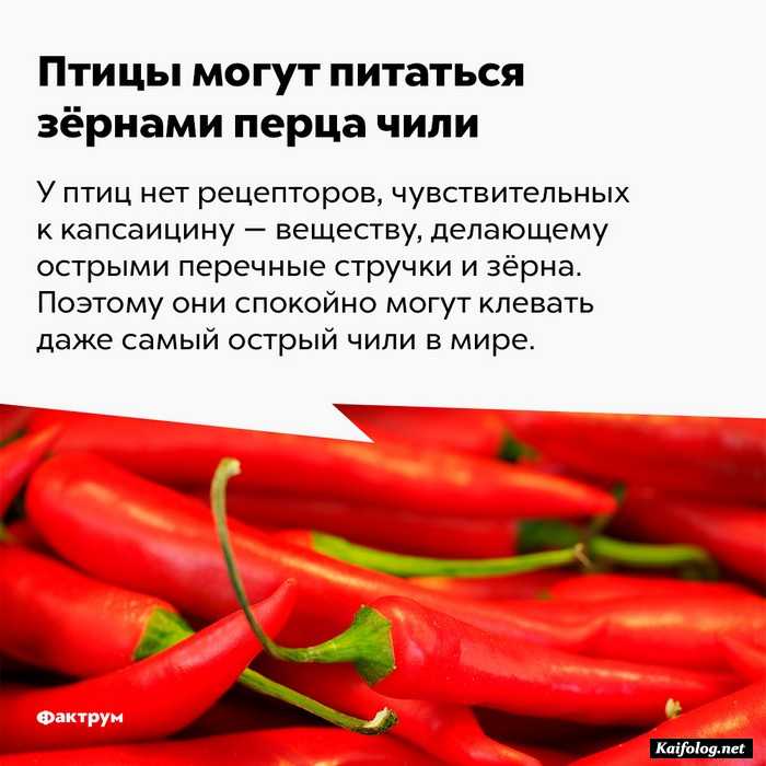 интересный факт картинка