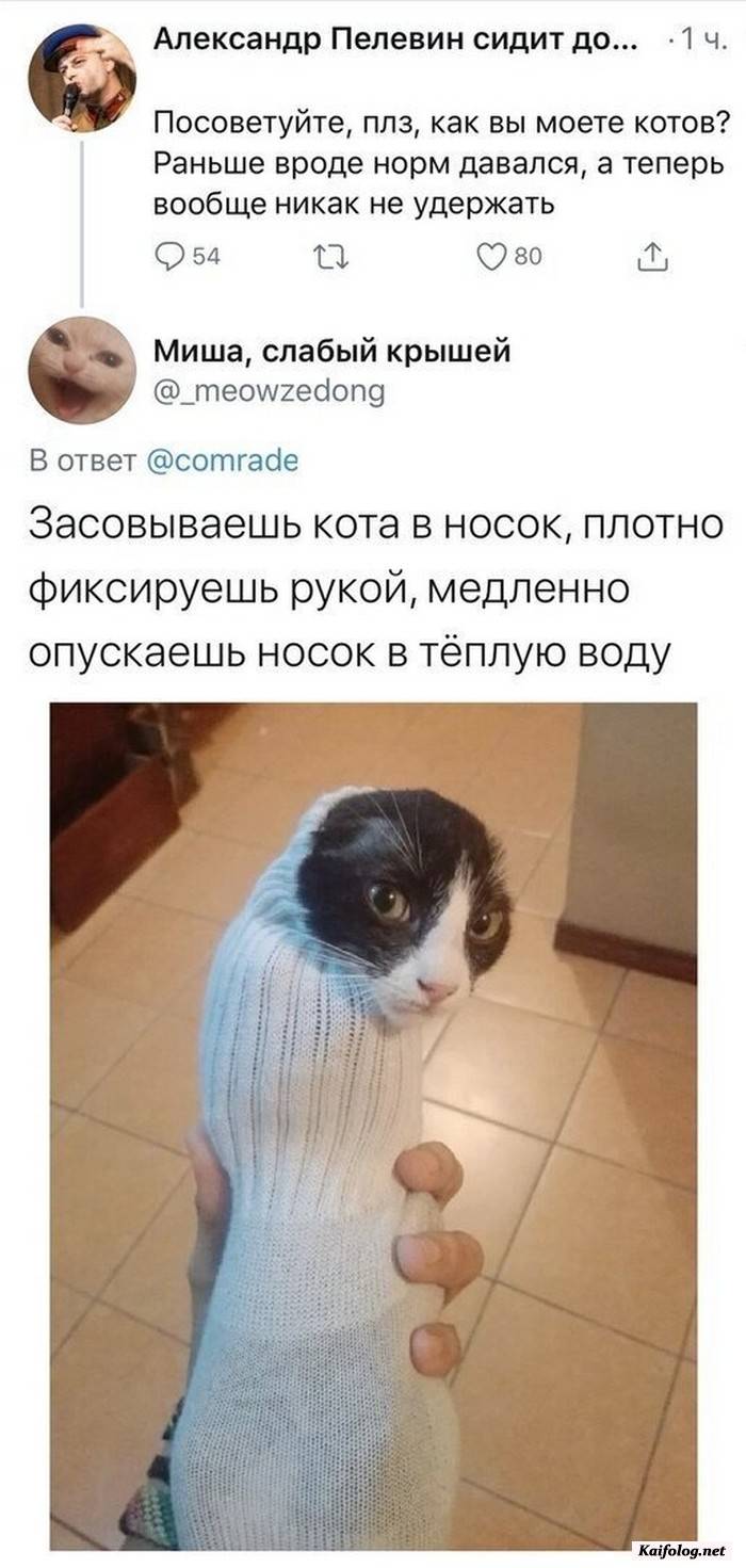 Картинки носка кота мем